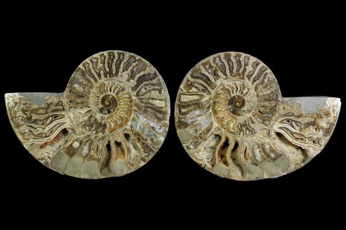 Bargain, Daisy Flower Ammonite (Choffaticeras) - Madagascar #157526